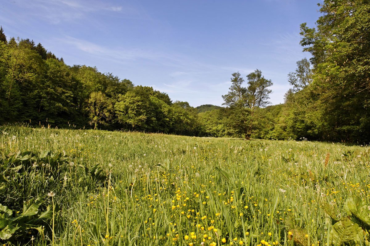 Selketal in der Nähe von Ballenstedt