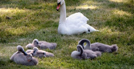 Idyllie im Schlosspark Ballenstedt