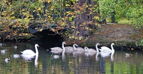 Der Teich im Schlosspark Ballenstedt