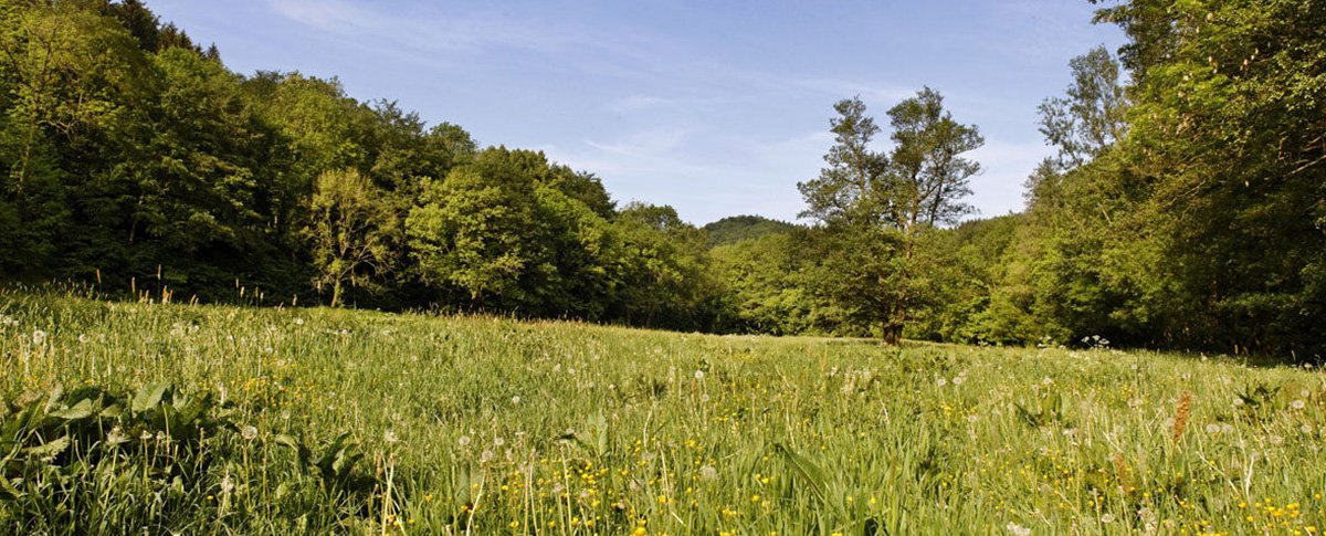 Eine Wiese in Selketal