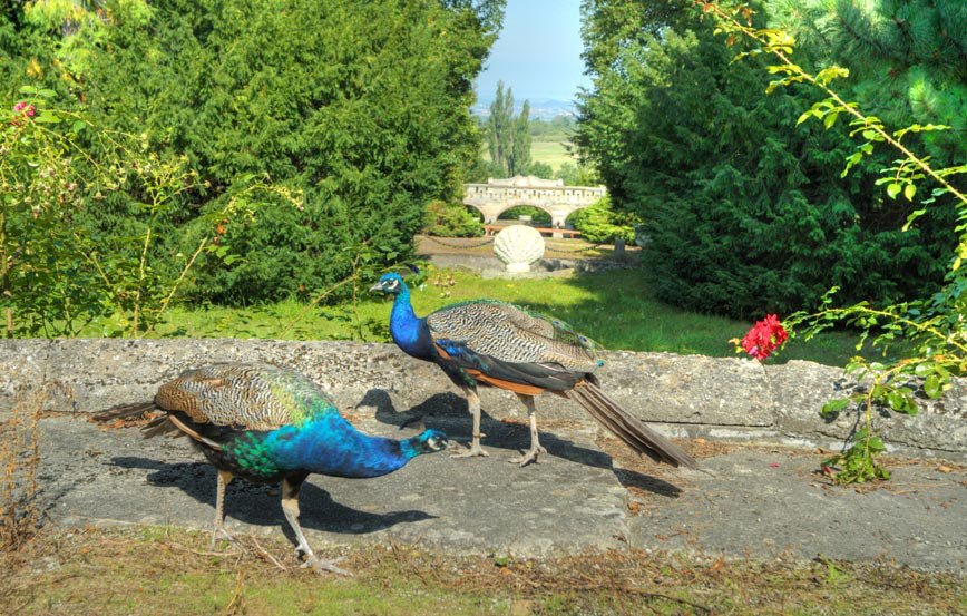 Die Pfauen an der Roseburg